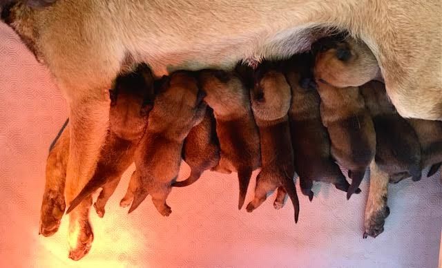 chiot Berger Belge Des Centaures Du Mont Pelion