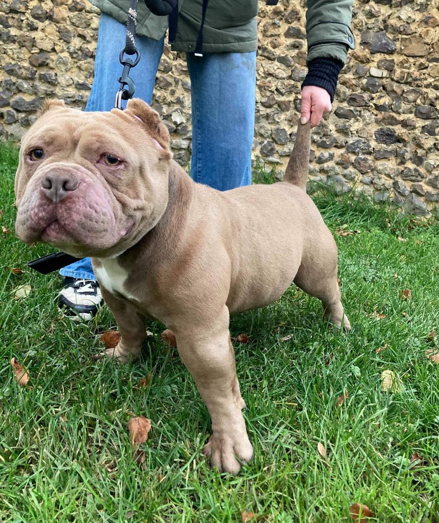 Notre Mâle American Bully Pocket
