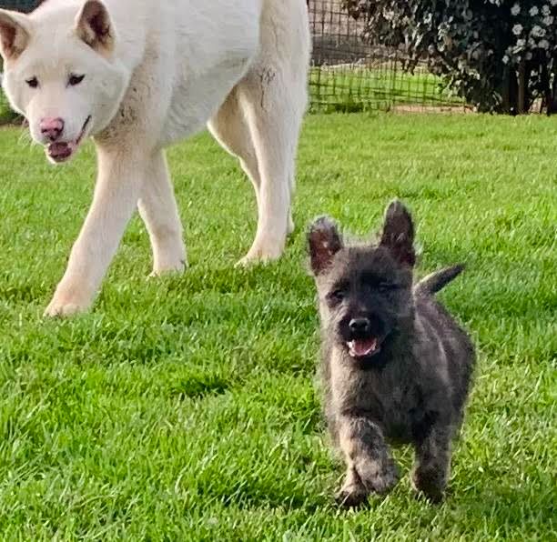 Des Centaures Du Mont Pelion - Chiots disponibles - Cairn Terrier