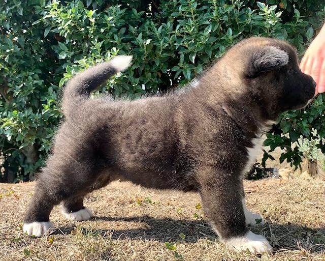 CHIOT 2