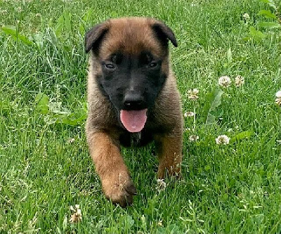 CHIOT 1