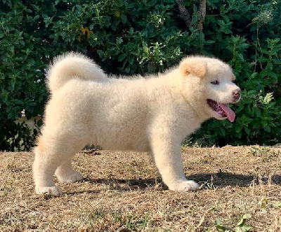 CHIOT 1