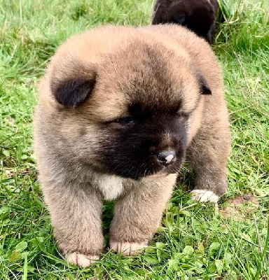 CHIOT 2