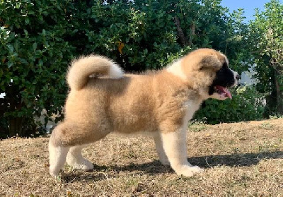 CHIOT 3