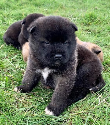 CHIOT 4