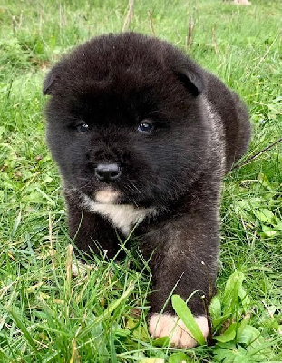 CHIOT 1