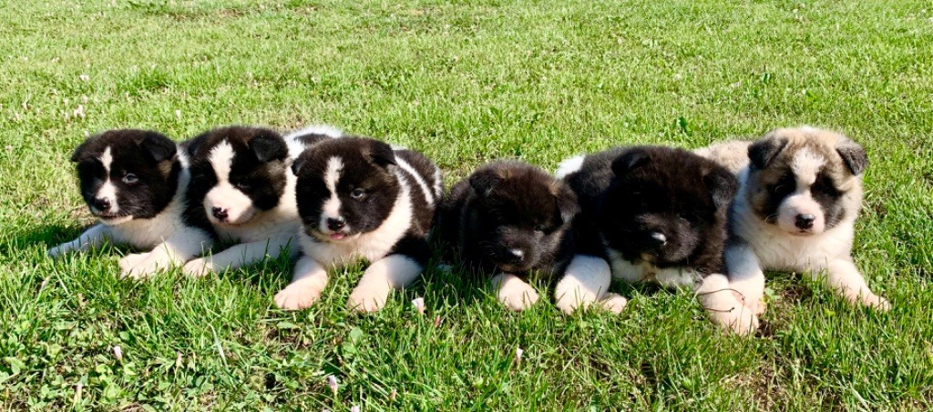 Chiot Akita americain Des Centaures Du Mont Pelion